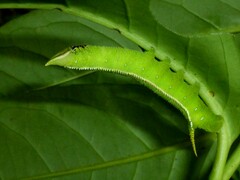 Langia zenzeroides nawai