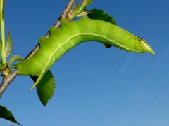 Langia zenzeroides nawai