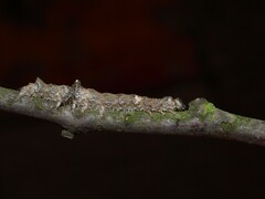 Catocala sponsa