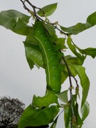 Langia zenzeroides nawai