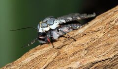 Arachnis aulaea - aulaean tiger-moth