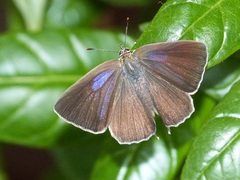 Favonius quercus - Blauer Eichenzipfelfalter - Female