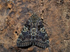 Catocala sponsa