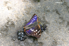 Apatura ilia, Falter