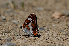 Limenitis camilla