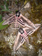 Ligusterschwärmer (Sphinx ligustri)