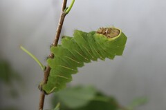 Antheraea poyphemus - Raupe L5