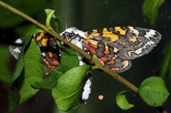 Arachnis picta
