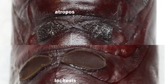 Acherontia atropos & Acherontia lachesis
