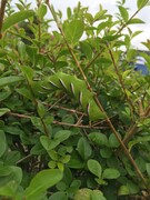Sphinx ligustri caterpillar in the wild