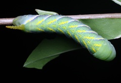 Acherontia styx styx, Westwood, 1847 - 5th instar