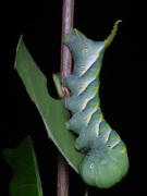 Acherontia styx styx, Westwood, 1847 - 5th instar