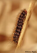 Arctia villica