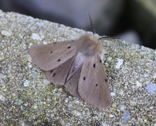 Diaphora mendica - Graubär - male