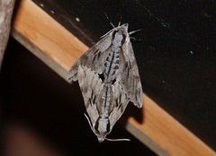 Sphinx pinastri - Kiefernschwärmer - Kopula
