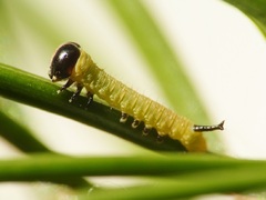 Sphinx pinastri - Kiefernschwärmer - L1 Raupe