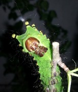 Actias selene (freshly molted, final instar)