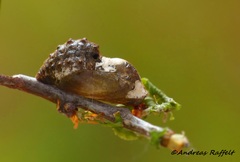 Satyrium pruni