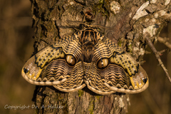 Brahmaea japonica, Männchen/male