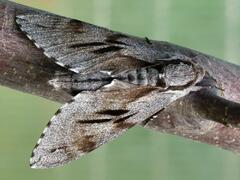Sphinx pinastri