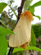 Lemonia taraxaci