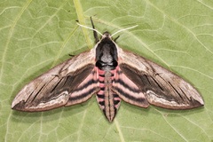 Sphinx ligustri