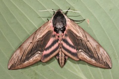 Sphinx ligustri