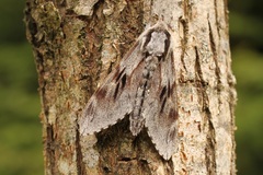 Sphinx pinastri