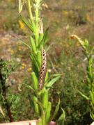 Proserpinus proserpina- Nachtkerzenschwärmer
