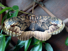 Brahmaea certhia male