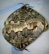Brahmaea certhia pairing