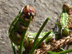 Sphinx pinastri
