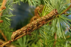 sphinx pinastri