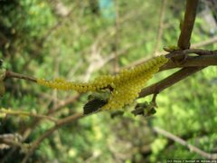 Endromis versicolora, Eier (Gelege)