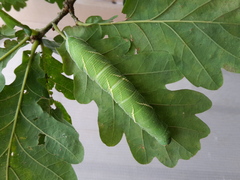 Marumba Quercus