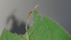 Limenitis camilla - Kleiner Eisvogel, Larve