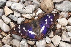Apatura iris Männchen