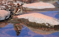 Apatura iris.