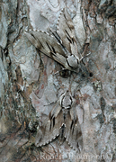 Pine Hawkmoth Sphinx pinastri