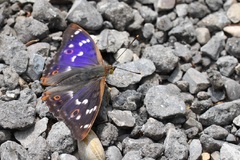 Apatura ilia