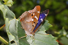 Apatura ilia