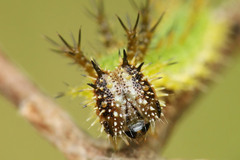 Limenitis camilla