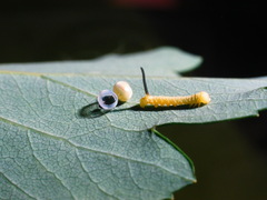 Sphinx ligustri