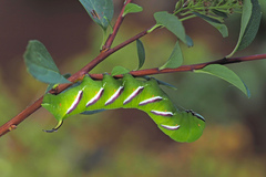 Sphinx ligustri