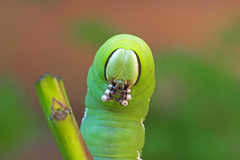 Sphinx ligustri