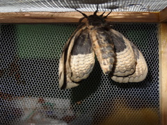 B. certhia unfolding wings