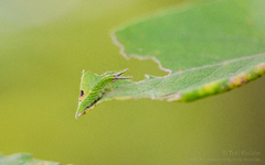 Apatura iris - Raupe