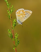 Polyommatus bellargus - Himmelblauer Bläuling