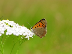 Lycaena phlaeas - Kleiner Feuerfalter