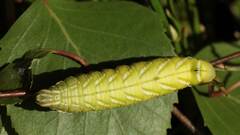 Endromis versicolora - Birkenspinner mit Gast